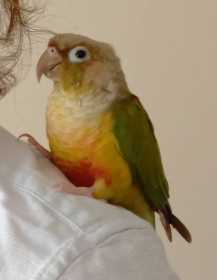 Lost Conure