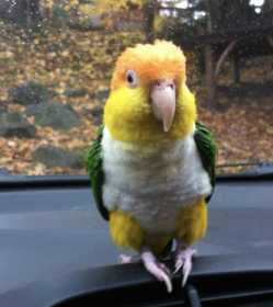 Lost Caique