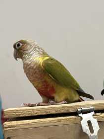 Lost Conure