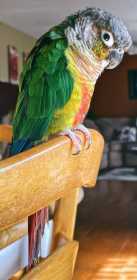 Lost Conure