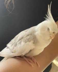 Lost Cockatiel