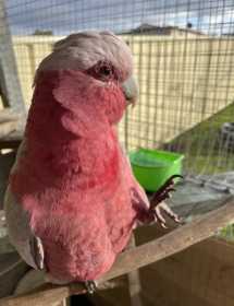 Lost Galah Cockatoo