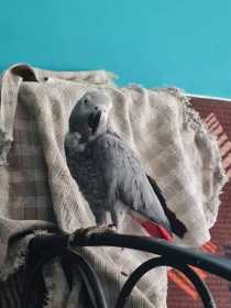 Lost African Grey