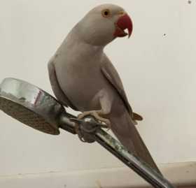 Lost Indian Ringneck Parakeet