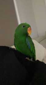 Lost Eclectus