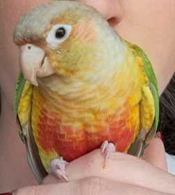 Lost Conure