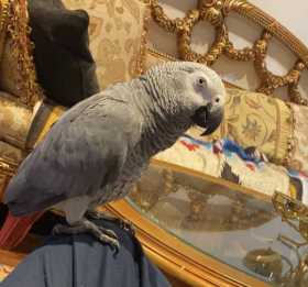 Lost African Grey