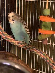 Lost Budgerigar