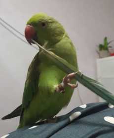 Lost Indian Ringneck Parakeet