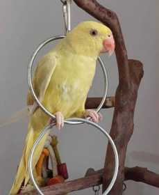 Lost Indian Ringneck Parakeet