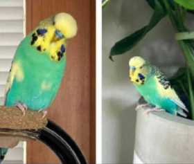 Lost Budgerigar