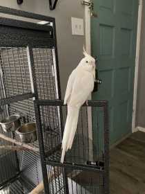 Lost Cockatiel