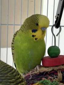 Lost Budgerigar