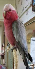 Lost Galah Cockatoo