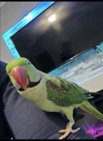 Lost Alexandrine