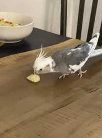 Lost Cockatiel