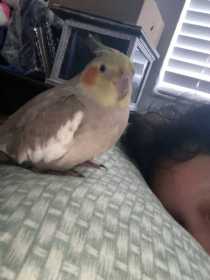 Lost Cockatiel