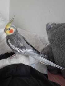 Lost Cockatiel