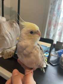 Lost Cockatiel