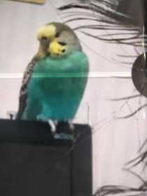 Lost Budgerigar