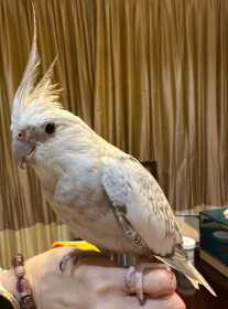 Lost Cockatiel