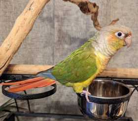 Lost Conure