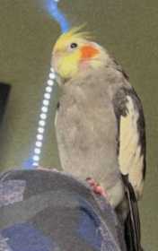 Lost Cockatiel