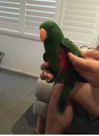 Lost Eclectus