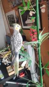 Lost Cockatiel