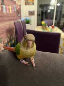 Lost Conure