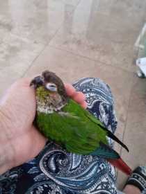 Lost Conure