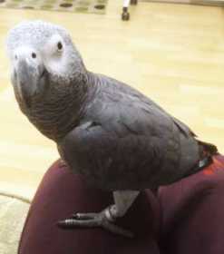 Lost African Grey