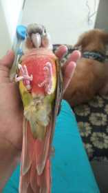 Lost Conure