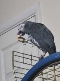 Lost African Grey