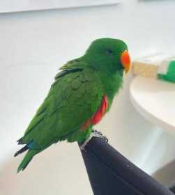 Lost Eclectus