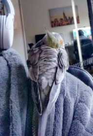 Lost Cockatiel