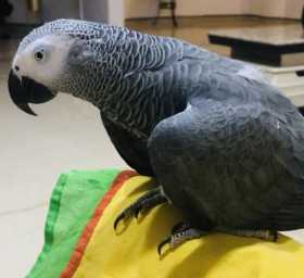 Lost African Grey