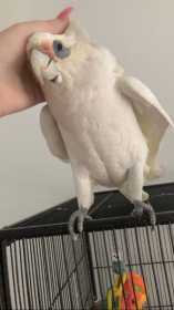 Lost Corella Cockatoo