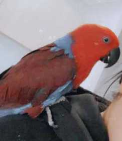 Lost Eclectus