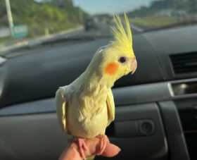 Lost Cockatiel