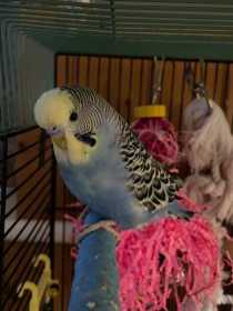Lost Budgerigar