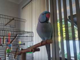 Lost Indian Ringneck Parakeet