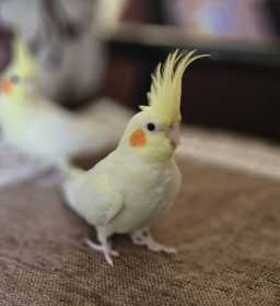 Lost Cockatiel