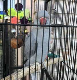 Lost Indian Ringneck Parakeet