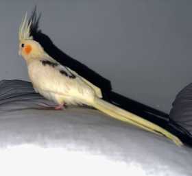 Lost Cockatiel