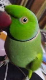 Lost Indian Ringneck Parakeet