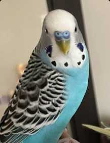 Lost Parakeet