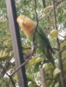 Lost Lovebird