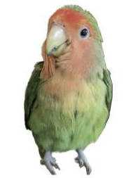 Lost Lovebird