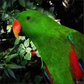 Lost Eclectus